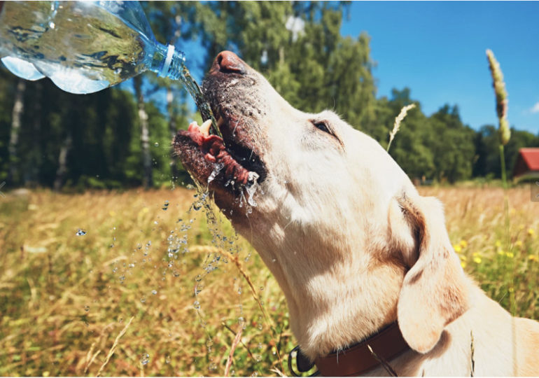 dog 33141 770x540