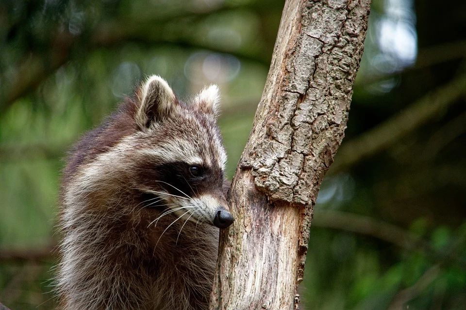 raccoon 722